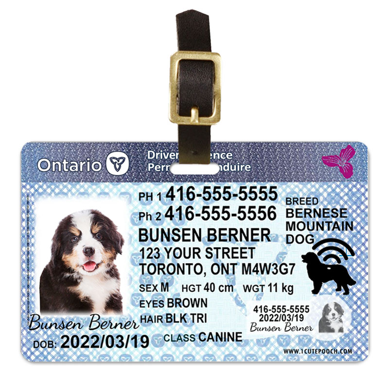 driver's license for dogs