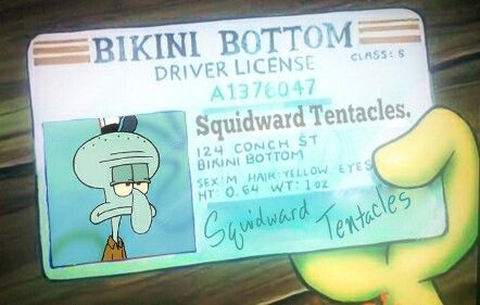 squidward driver's license